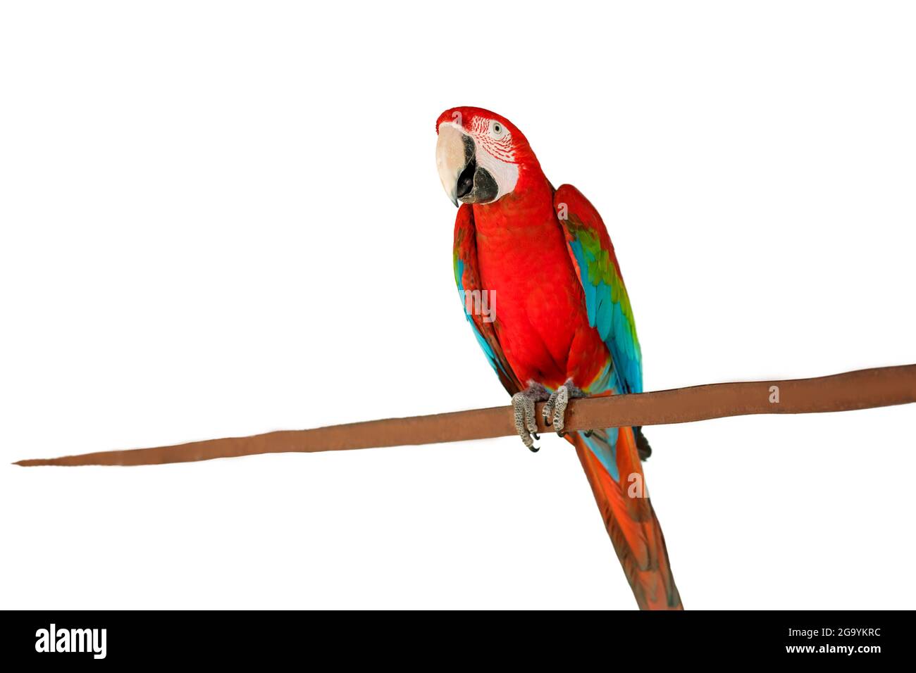 Harlequin macaw, bellissimo pappagallo ibrido verde blu e rosso con eccellenti piume colorate luminose dalla testa alla coda isolate su sfondo bianco. Ciao Foto Stock