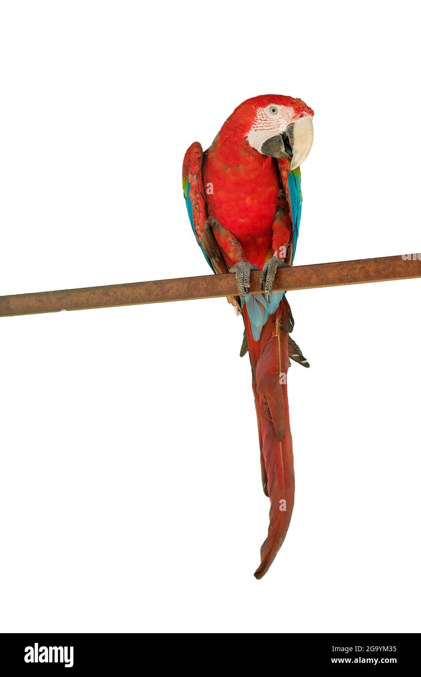 Grande bella pappagallo rosso scarlatto macaw Ara macao. Ritratto di un pappagallo isolato su sfondo bianco. Foto di alta qualità Foto Stock