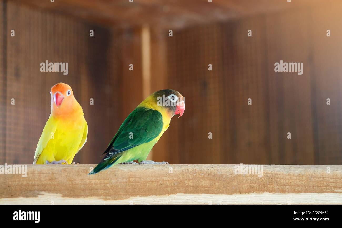 Pappagalli di lovebird gialli e verdi su un ramo in gabbia Foto Stock