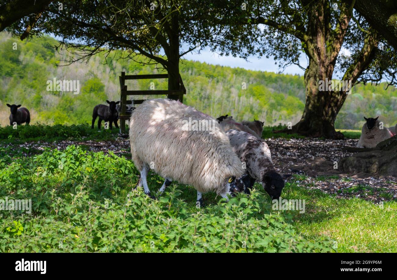 Coppia di pecore bianche pascolo su erba sotto riparo di alberi in primavera, nel South Downs National Park, West Sussex, Inghilterra, Regno Unito. Foto Stock