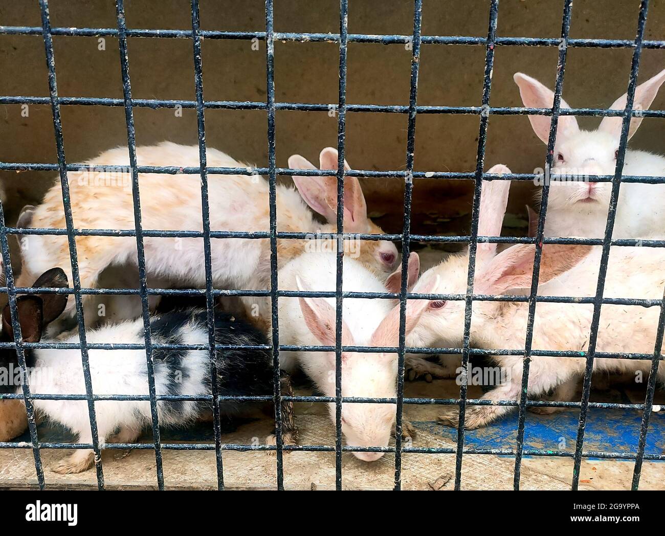 Conigli all'interno di una gabbia per vendere al mercato animale asiatico tradizionale in india Foto Stock