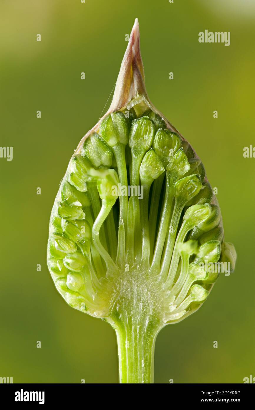 All'interno di una testa di fiore di Allium sphaerocephalon prima che si sia aperta in un bel fiore rosso palla. Macro primo piano di un bocciolo di fiori non aperto Foto Stock