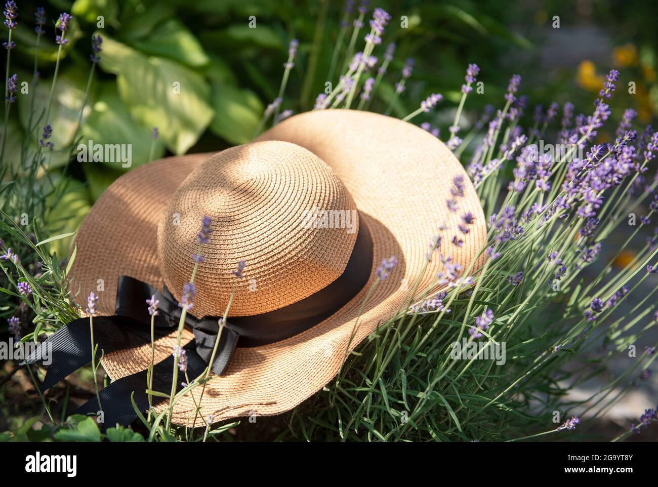 Grande cappello di paglia nei cespugli di lavanda. Romantico concetto  estivo Foto stock - Alamy