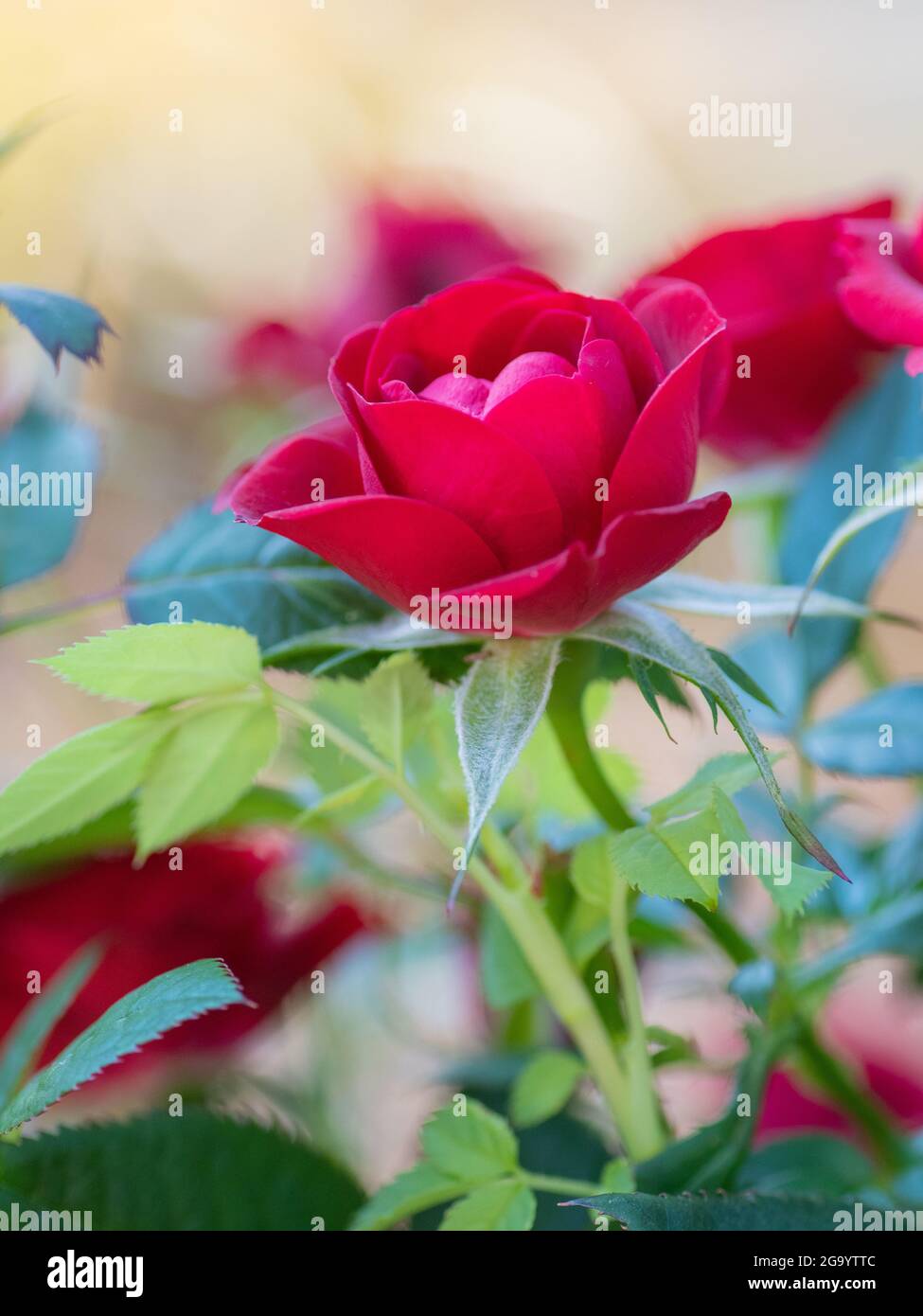 Luce del sole che tocca una rosa rossa in miniatura. Foto Stock