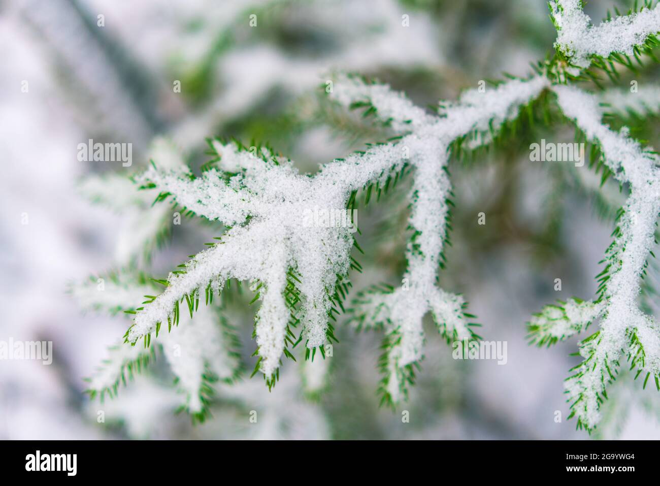 rami sempreverdi congelati in inverno Foto Stock