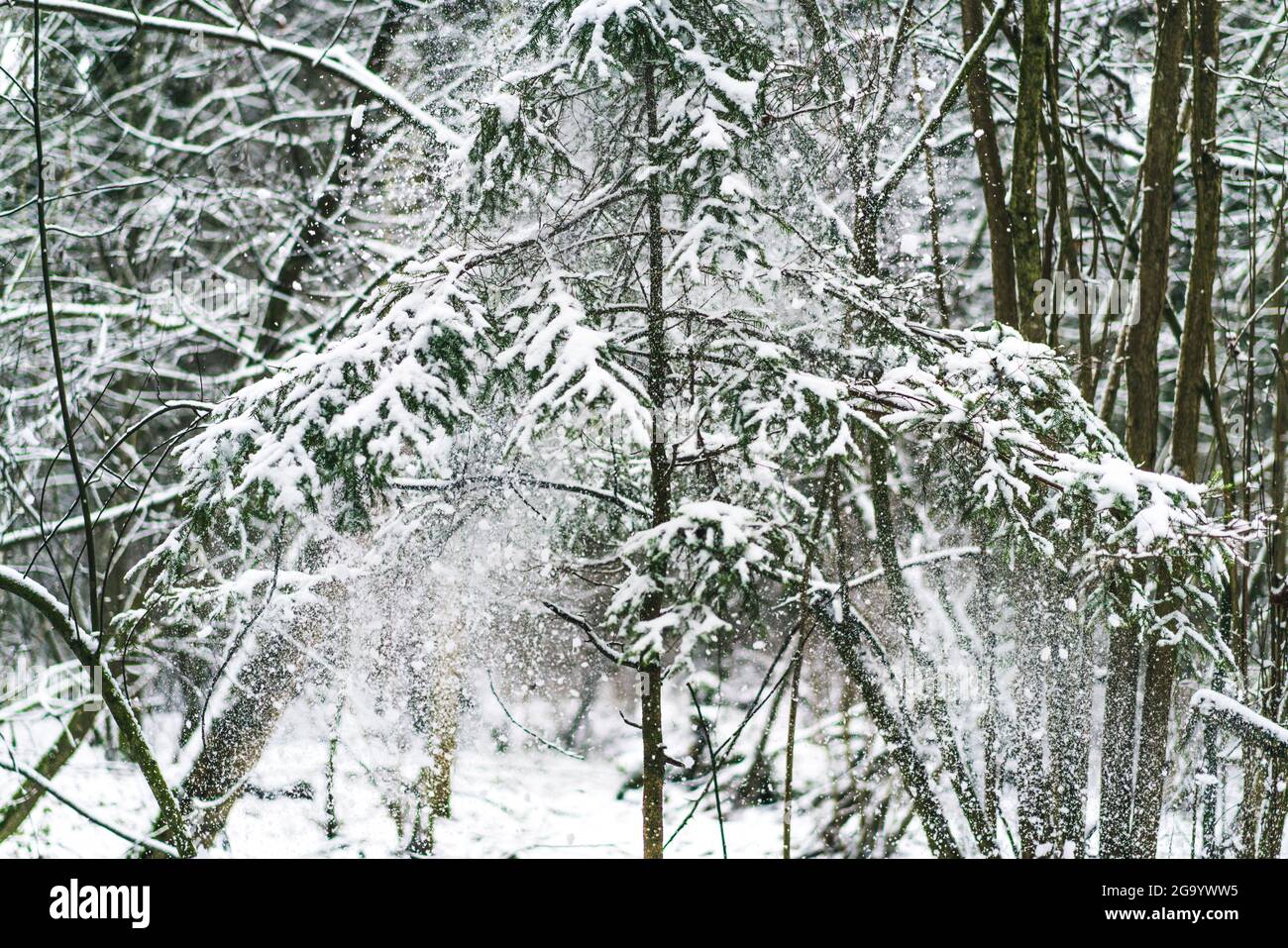 neve che cade da piccolo albero sempreverde tempo invernale Foto Stock