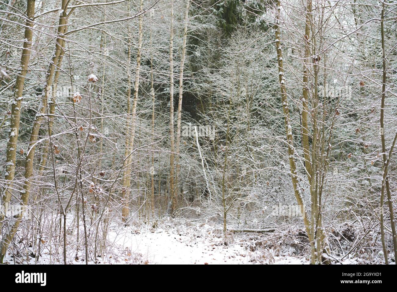 Foresta nel periodo invernale in Lituania Foto Stock