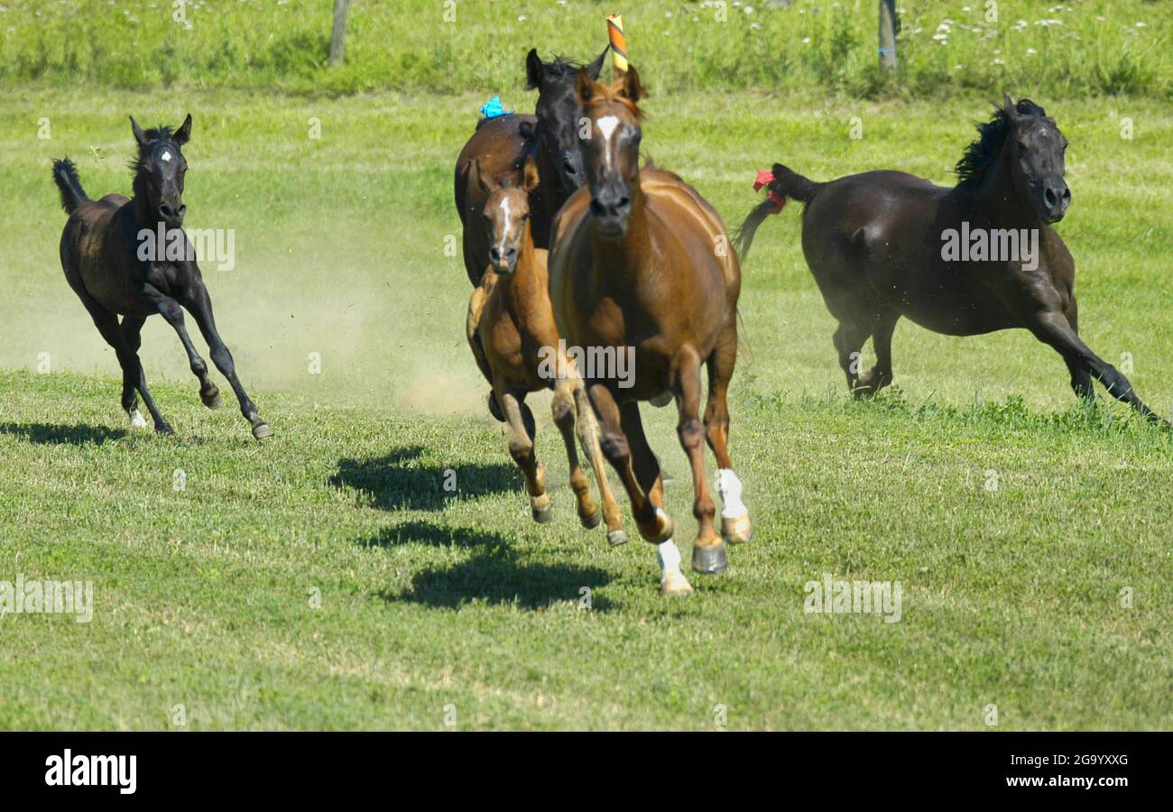 Cavallo domestico (Equus przewalskii F. caballus), cavalli galloping sul pascolo, Germania Foto Stock