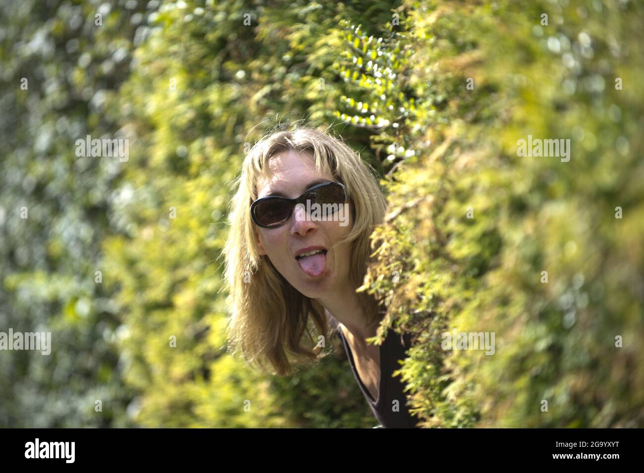 Donna guarda attraverso una siepe e attaccando la sua lingua, Germania Foto Stock