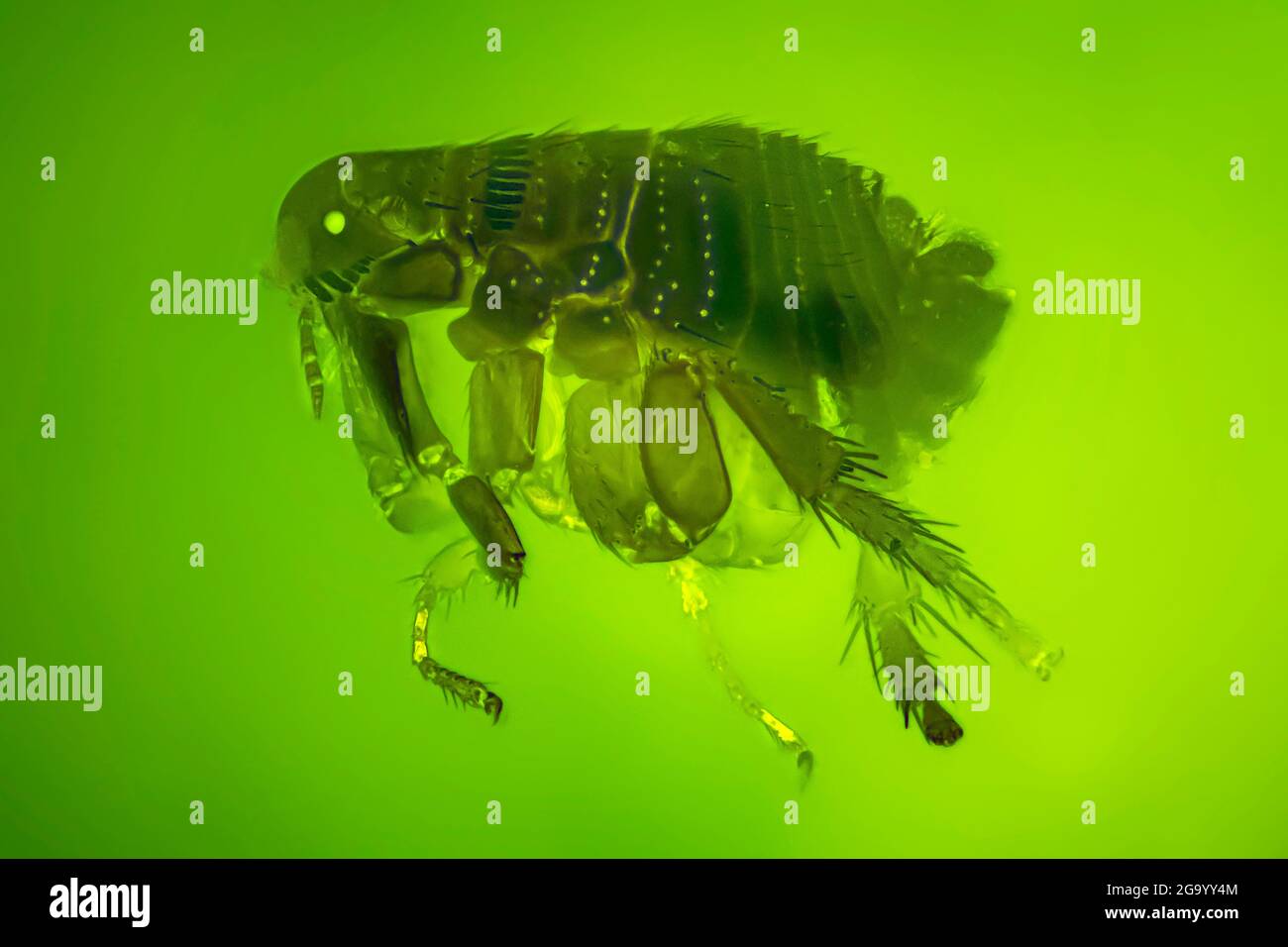 Cat Flea (Ctenocephalides felis), immagine al microscopio, campo scuro e MRI a contrasto di fase (luce UV) Foto Stock