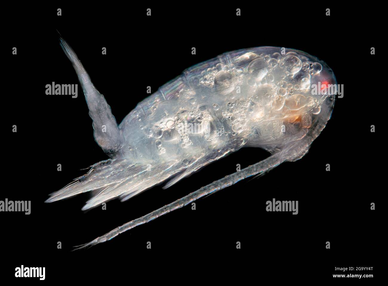 Copepodi (Copepoda), immagine al microscopio, campo scuro, ingrandimento x50 relativo ad una stampa di 10 cm di larghezza Foto Stock