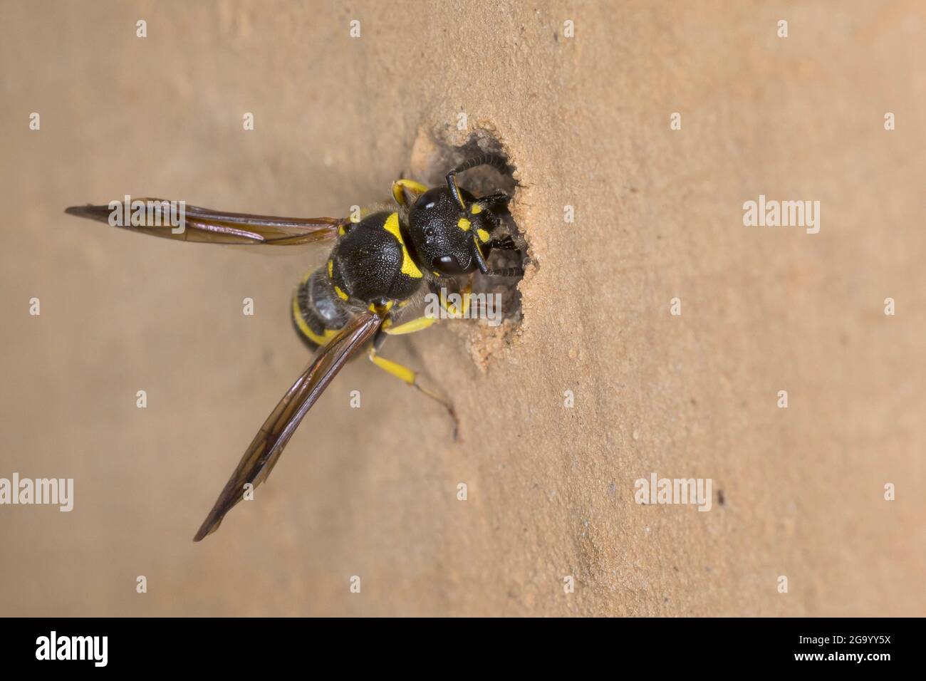 Vasaio wasp (Ancistrocerus nigricornis), femmina sigilla il tubo di nidificazione con argilla, Germania Foto Stock