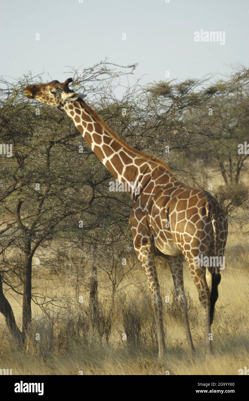 Giraffa reticolata (Giraffa camelopardalis reticulata), foglie di navigazione, Tanzania Foto Stock