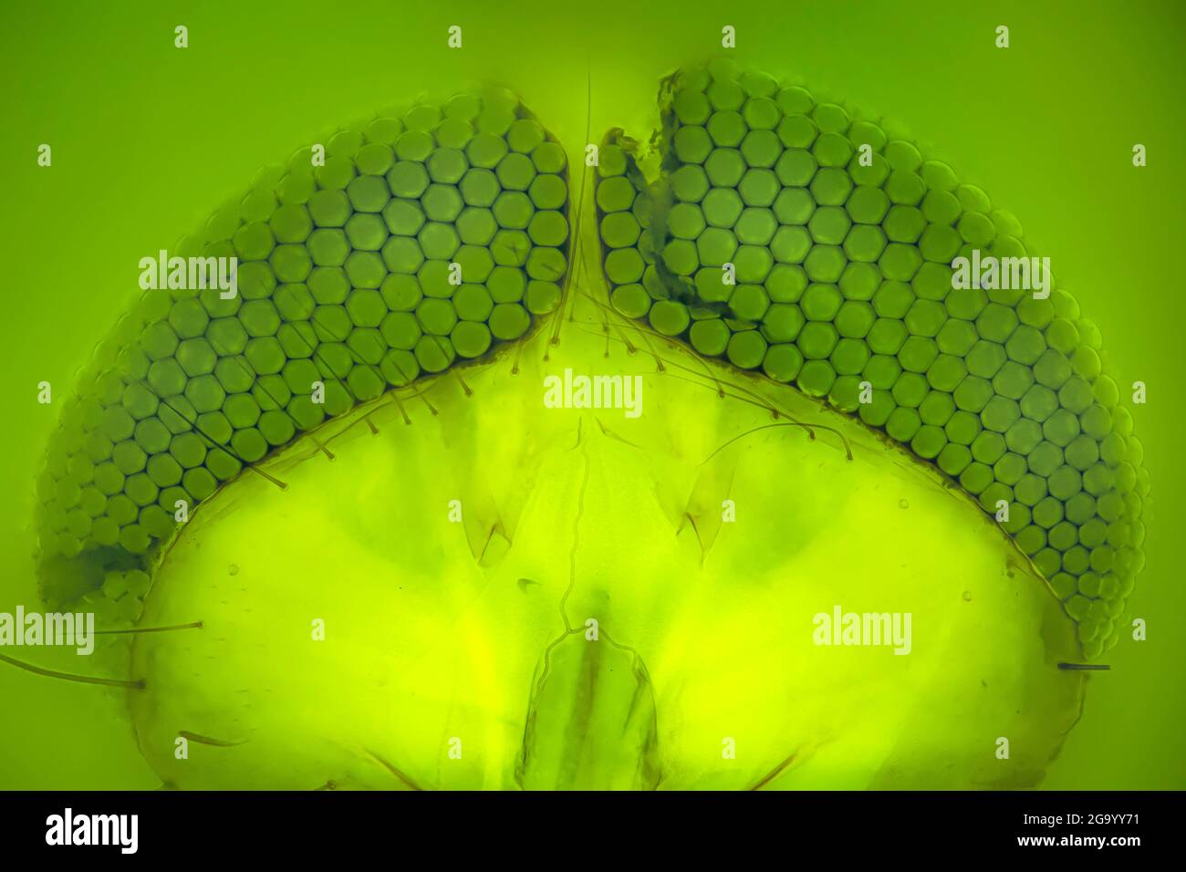 Zanzare di malaria (spec. Anopheles), occhi composti di una zanzara di malaria, MRI a contrasto di fase (luce UV) Foto Stock