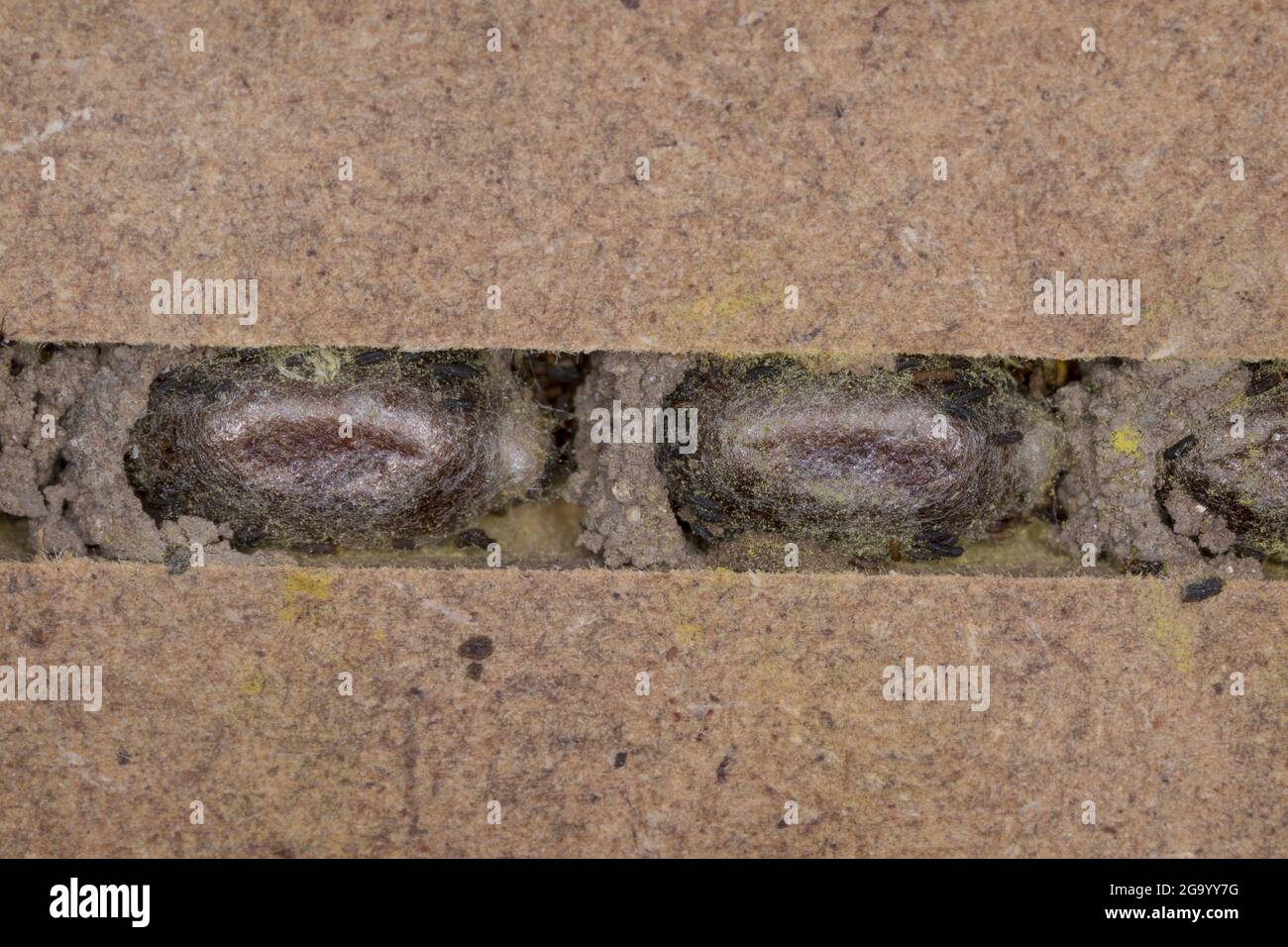 Ape di muratore rosso (Osmia rufa, Osmia bicornis), pupe in un tubo di nidificazione, foto della serie 8/9, Germania Foto Stock