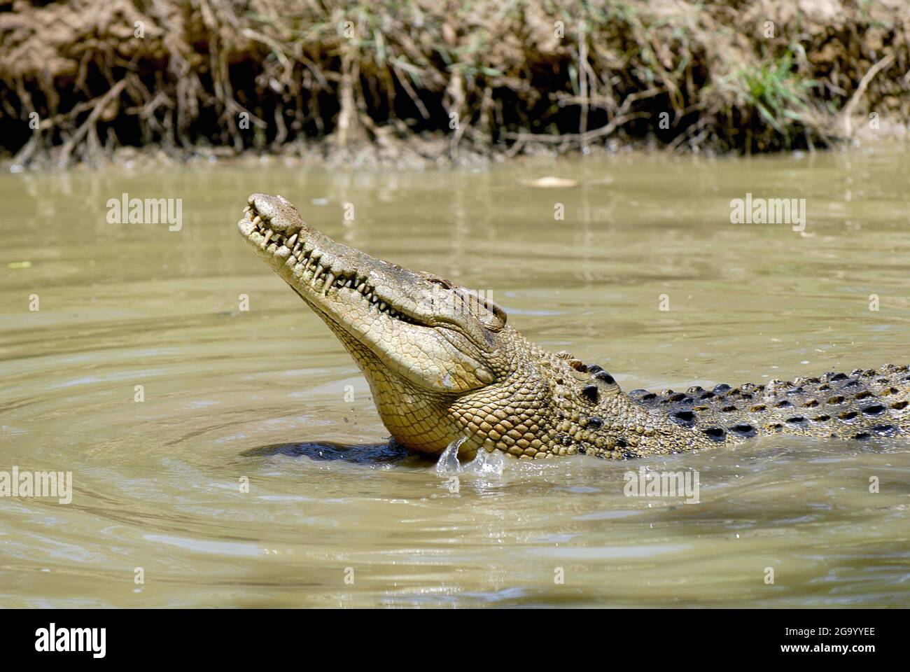 Australian coccodrillo di acqua dolce (Crocodylus johnsoni), in acqua, Australia Foto Stock