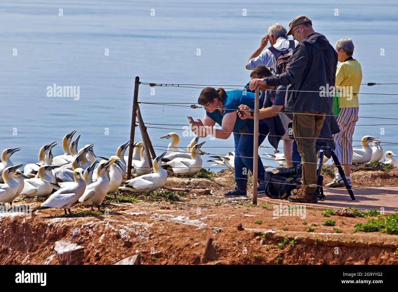 Gannet settentrionale (Sula bassana, Morus bassanus), gente e reti settentrionali sulla roccia di guillemot , Germania, Schleswig-Holstein, Heligoland Foto Stock