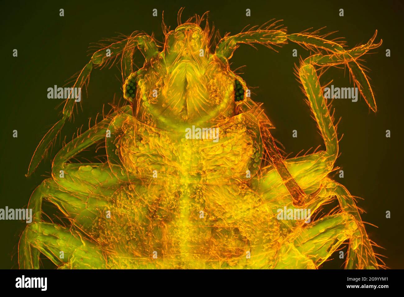 Bedbug, bedbug comune, murale (Cimex lectularius), parti della bocca di aspirazione, campo scuro e immagine RM a contrasto di fase Foto Stock