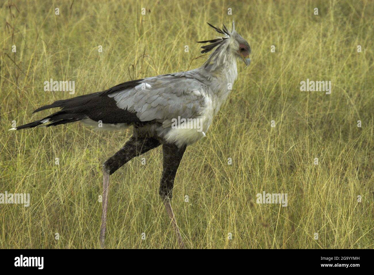 uccello segretario, Sagittario serpentario (Sagittario serpentario), passeggiate in savana, Tanzania Foto Stock