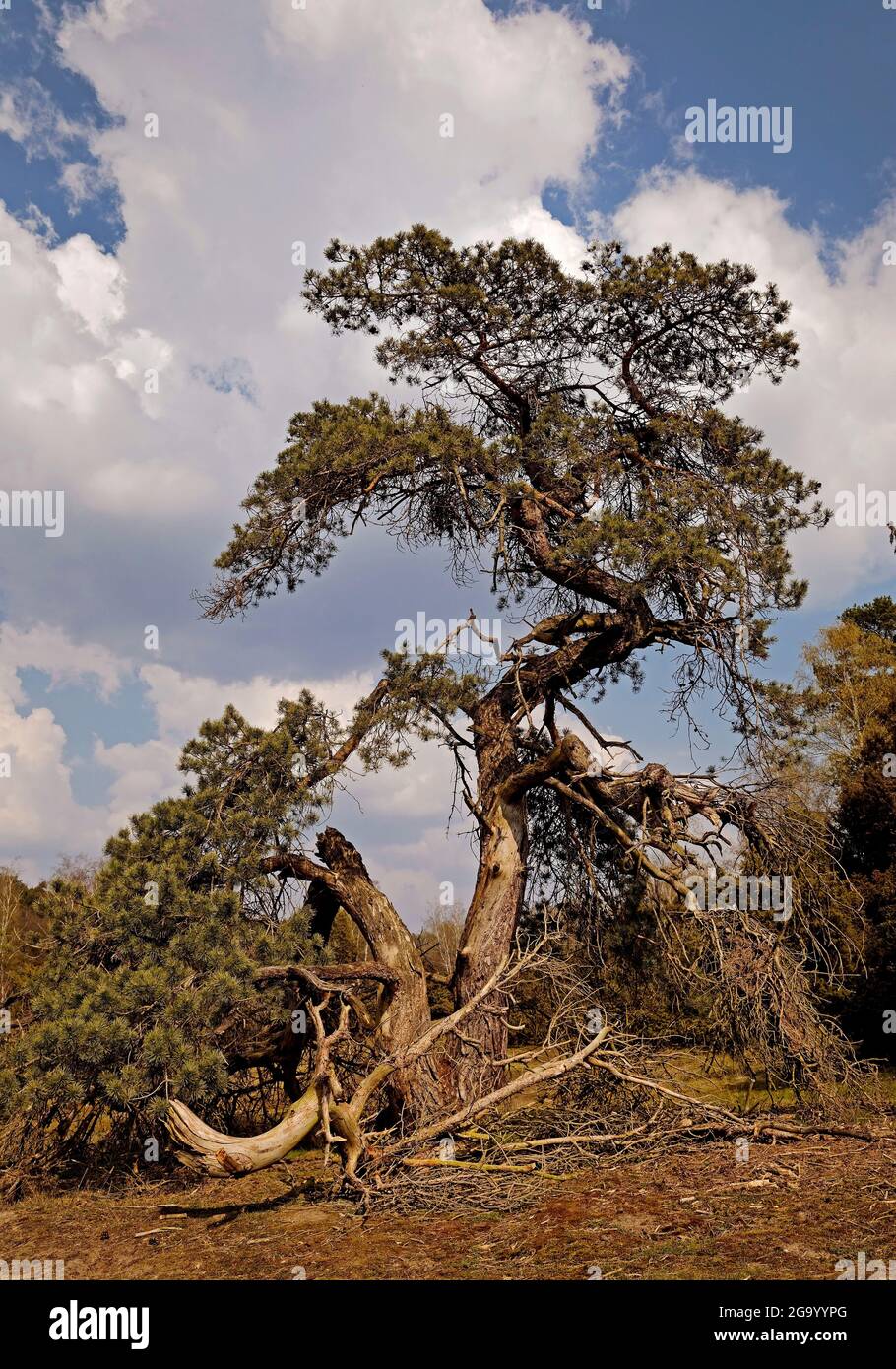 Pino scozzese, pino scozzese (Pinus sylvestris), pino nella riserva naturale Westruper Heide, Germania, Nord Reno-Westfalia, Haltern am See Foto Stock