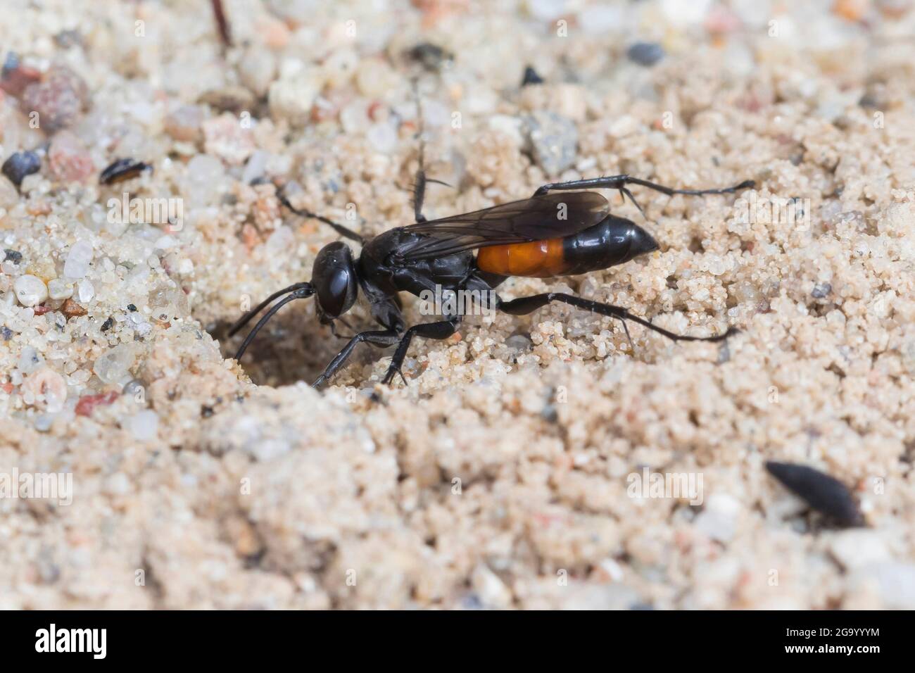 Vespa ragno (Arachnospila spec., ), al suo tubo di allevamento nella sabbia, Germania Foto Stock