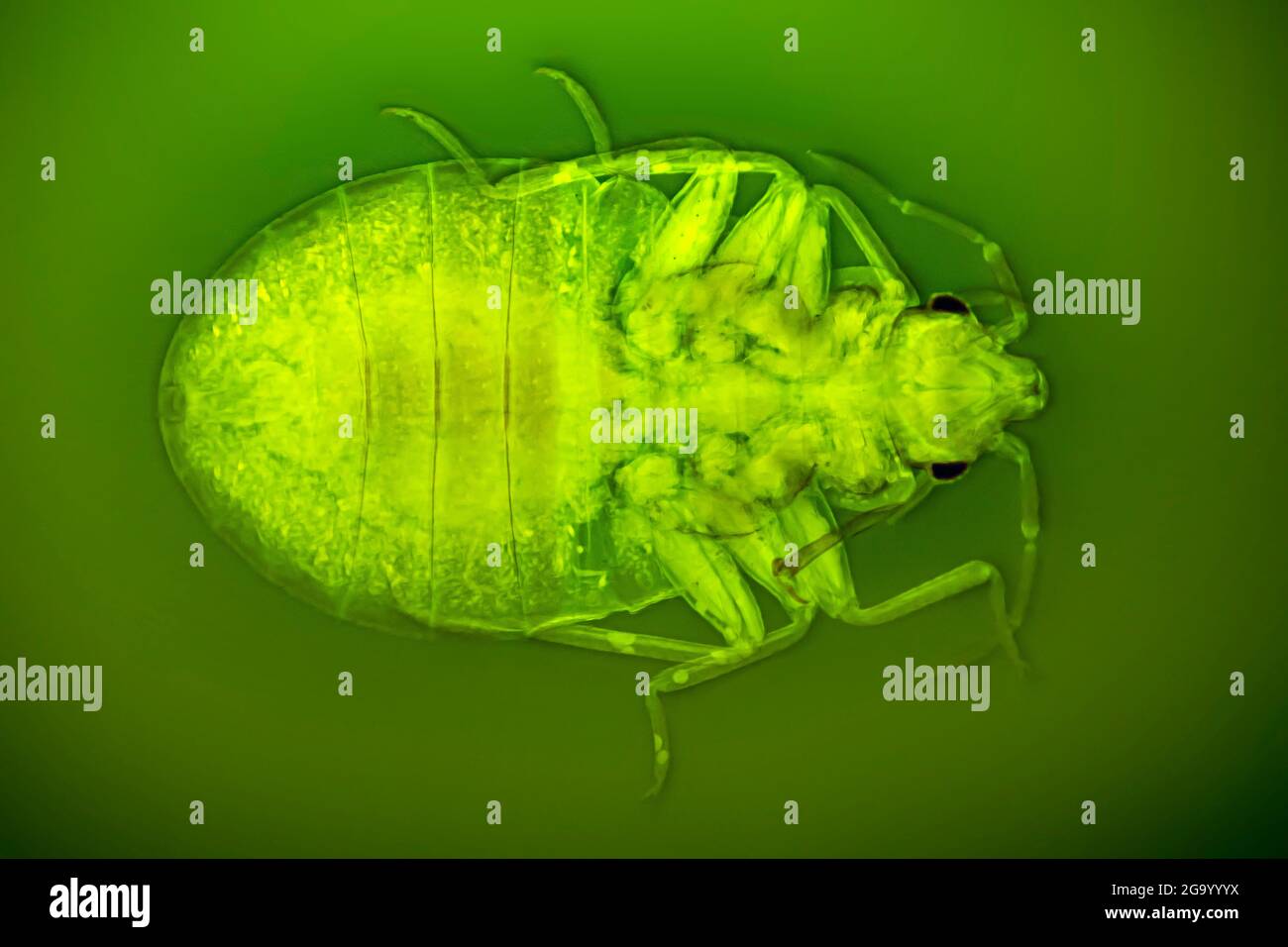 Bedbug, bedbug comune, murale (Cimex lectularius), con parti della bocca piercing-supking, campo scuro e immagine RM a contrasto di fase Foto Stock