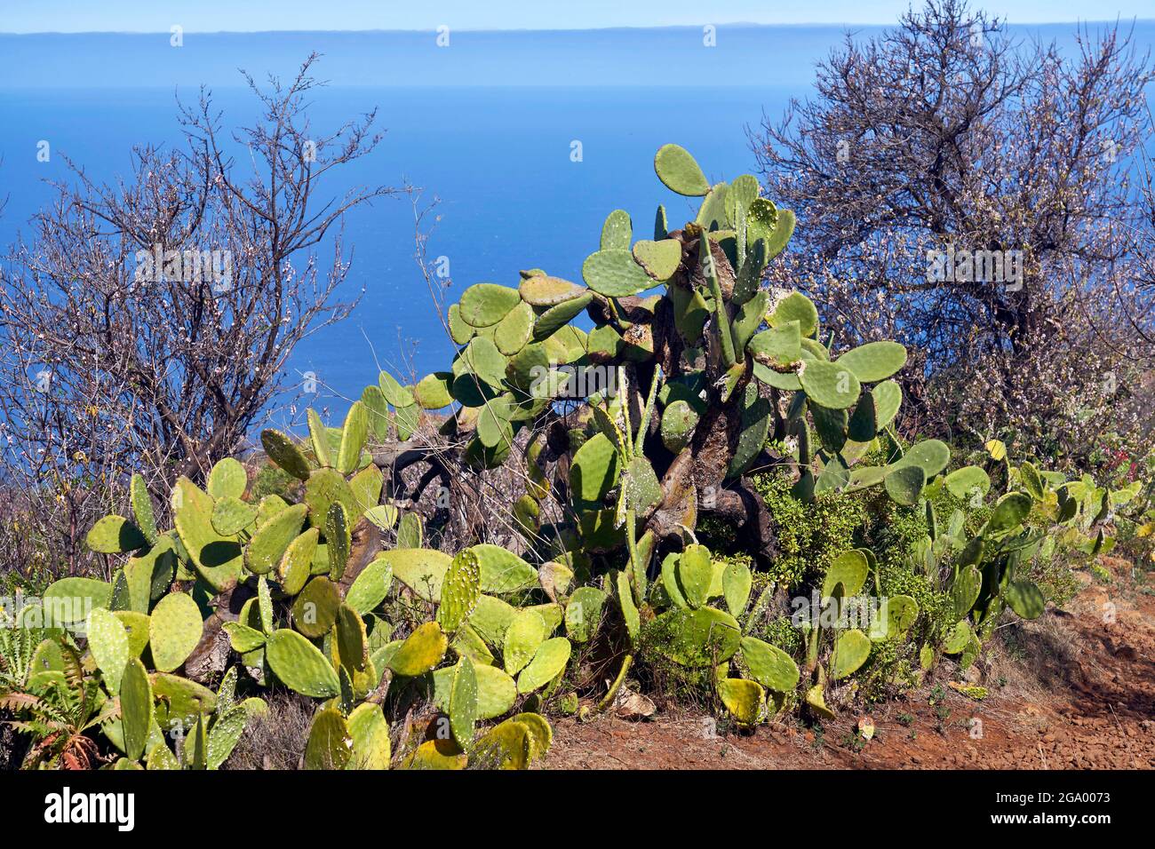 Vecchie opuntie e mandorle sbiadite nel Barranco del Corchete, Isole Canarie, la Palma, Las Tricias Foto Stock