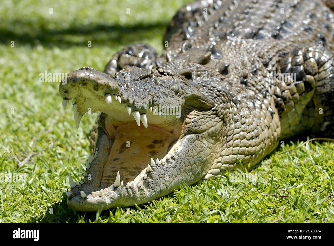 Coccodrillo d'acqua salata, coccodrillo d'estuarina (Crocodylus porosus), ritratto con bocca aperta, Australia Foto Stock