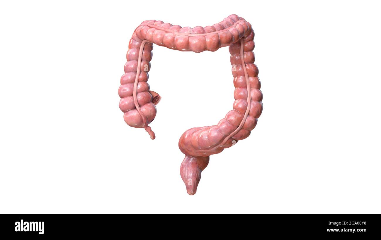 Anatomia del colon su sfondo bianco, rappresentazione 3d, illustrazione Foto Stock