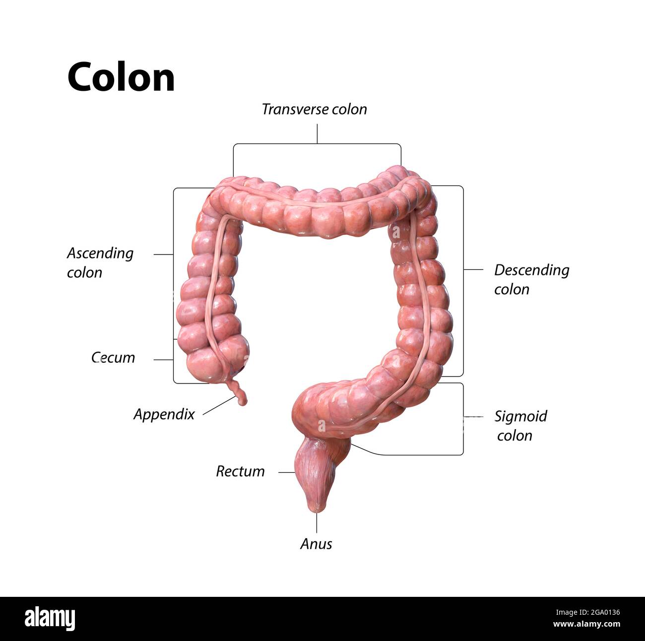 Anatomia del colon su sfondo bianco,descrizione delle parti del colon, rappresentazione 3d, illustrazione Foto Stock