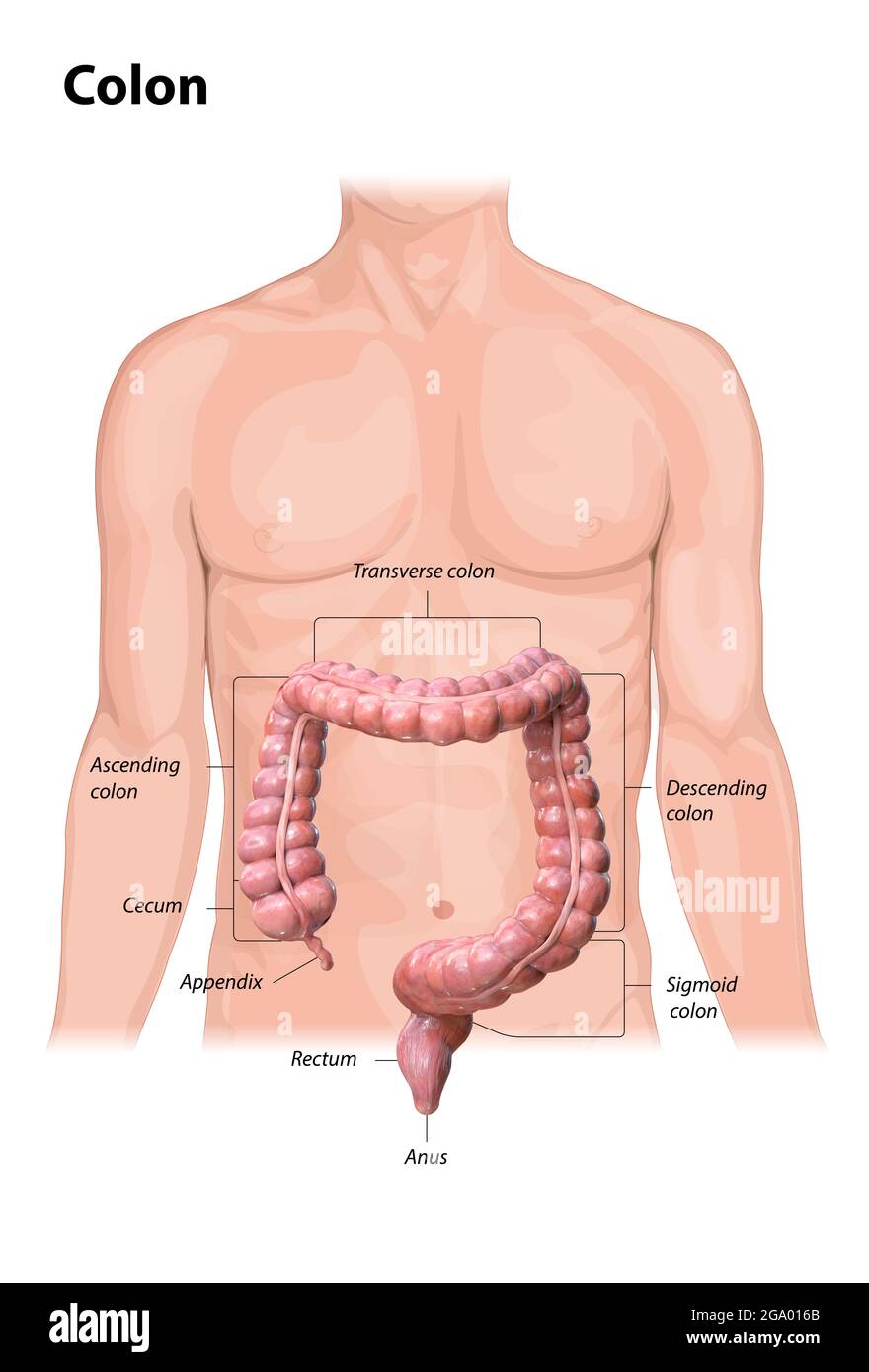Anatomia del colon su sfondo bianco,descrizione delle parti del colon, rappresentazione 3d, corpo umano, 2d, illustrazione Foto Stock