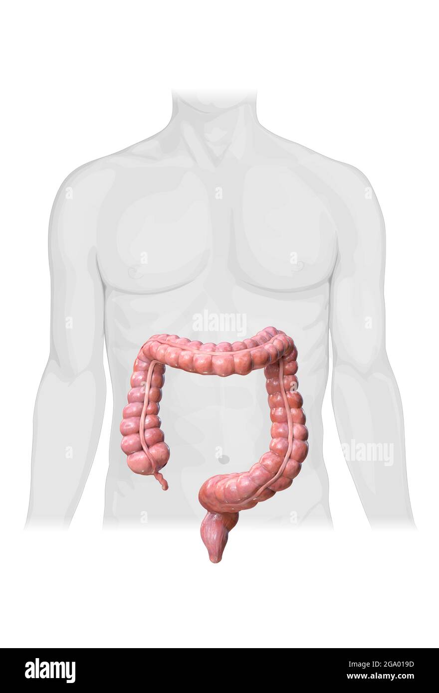 Anatomia del colon su sfondo bianco,corpo umano, 2d, rendering 3d, illustrazione Foto Stock