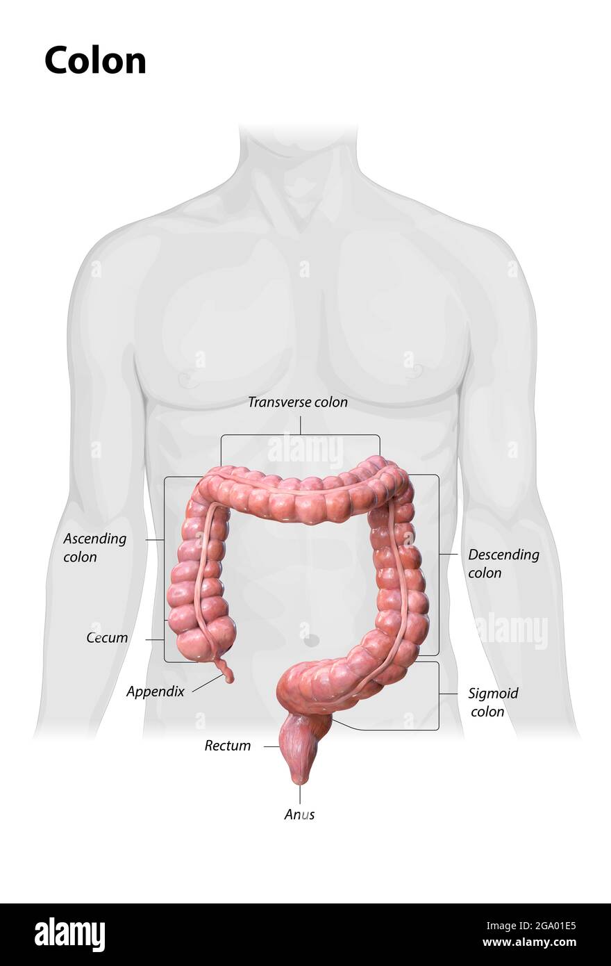 Anatomia del colon su sfondo bianco,descrizione delle parti del colon, rappresentazione 3d, corpo umano, 2d, illustrazione Foto Stock