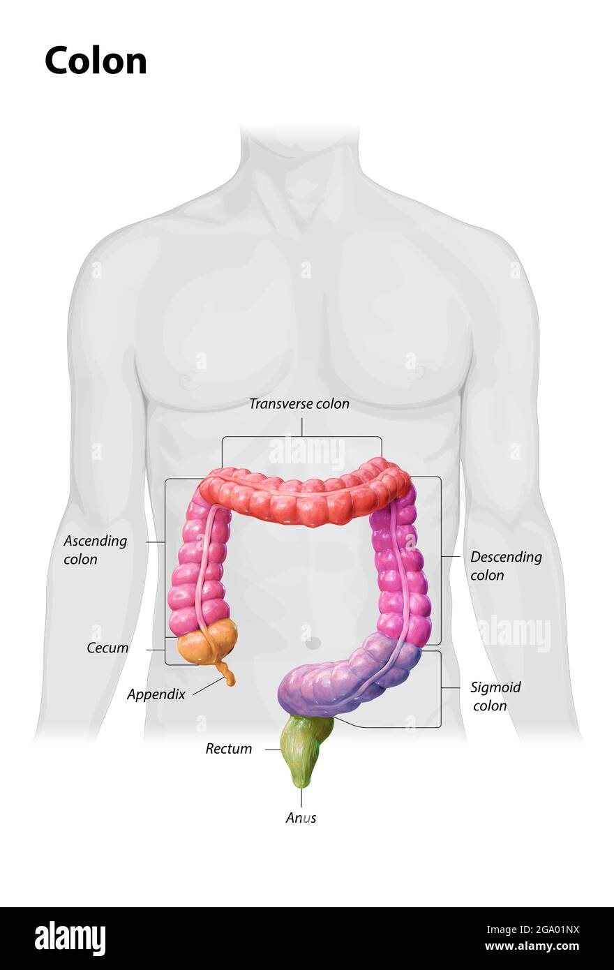 Anatomia del colon su sfondo bianco,descrizione delle parti del colon, parti a colori, rendering 3d, corpo umano, 2d, illustrazione Foto Stock