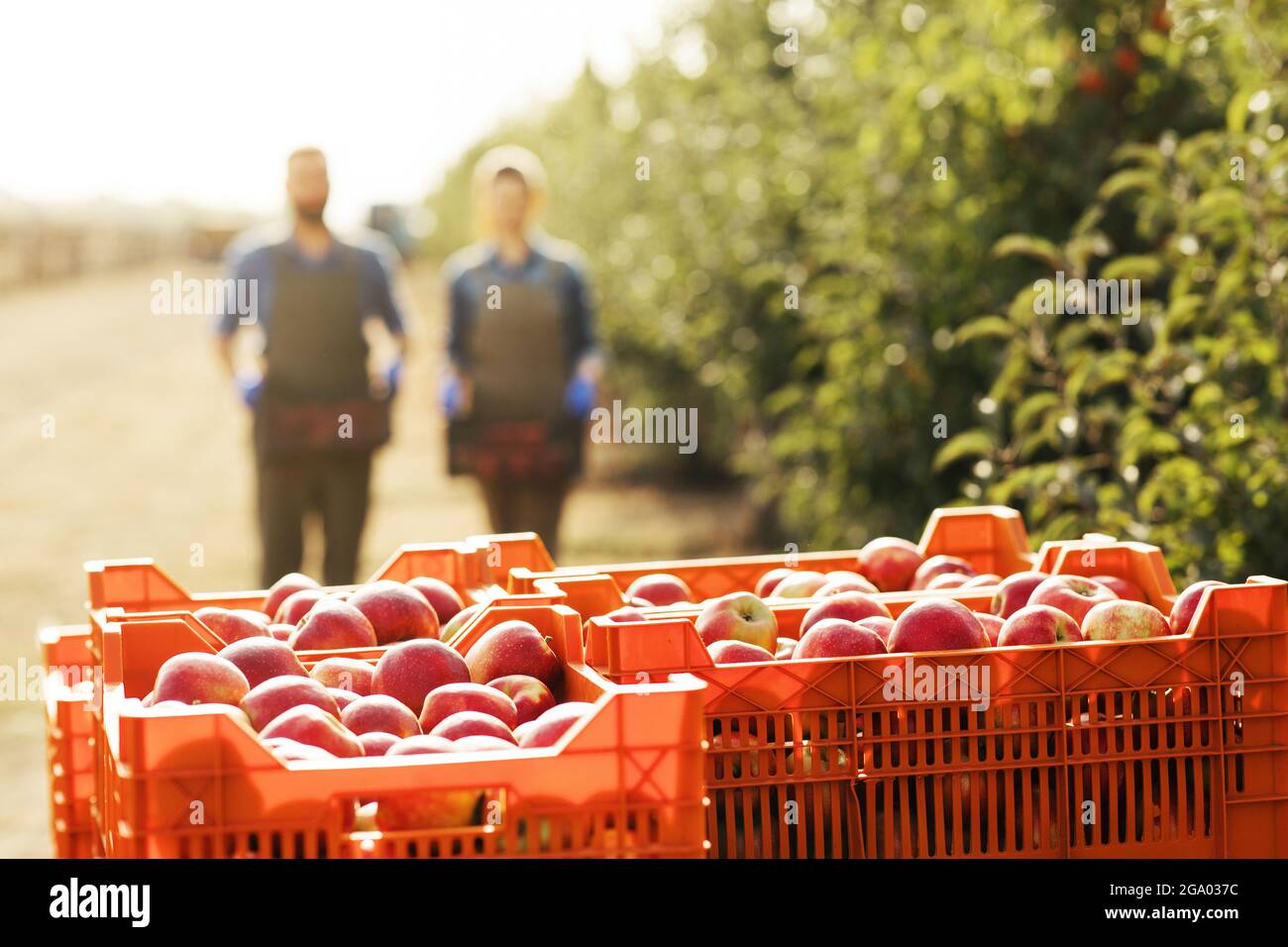 Attività agricole all'aperto, raccolta, agroalimentare moderno e frutta biologica in vendita e la produzione di succhi di frutta Foto Stock