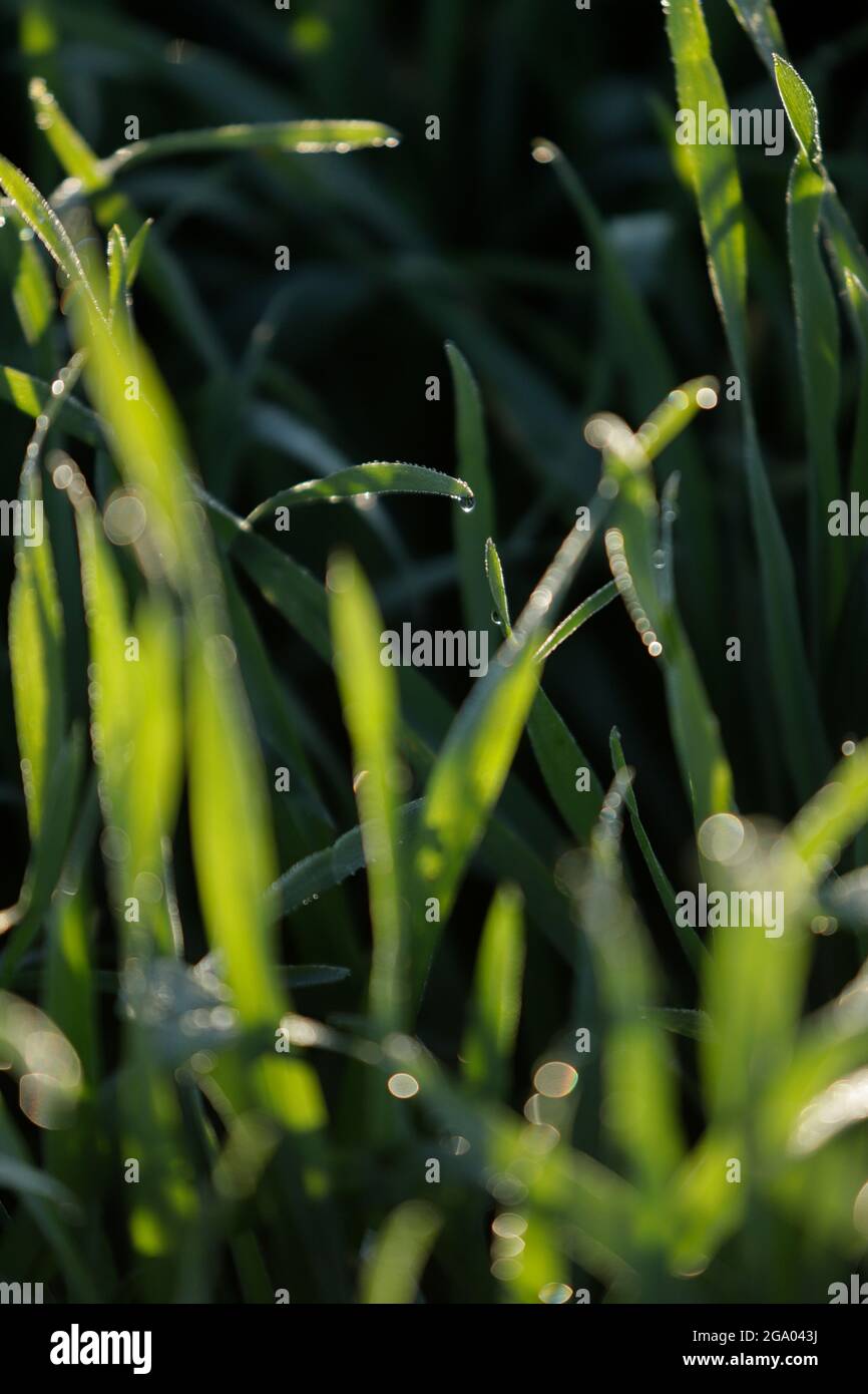 dettaglio delle lame per erba con gocce d'acqua Foto Stock