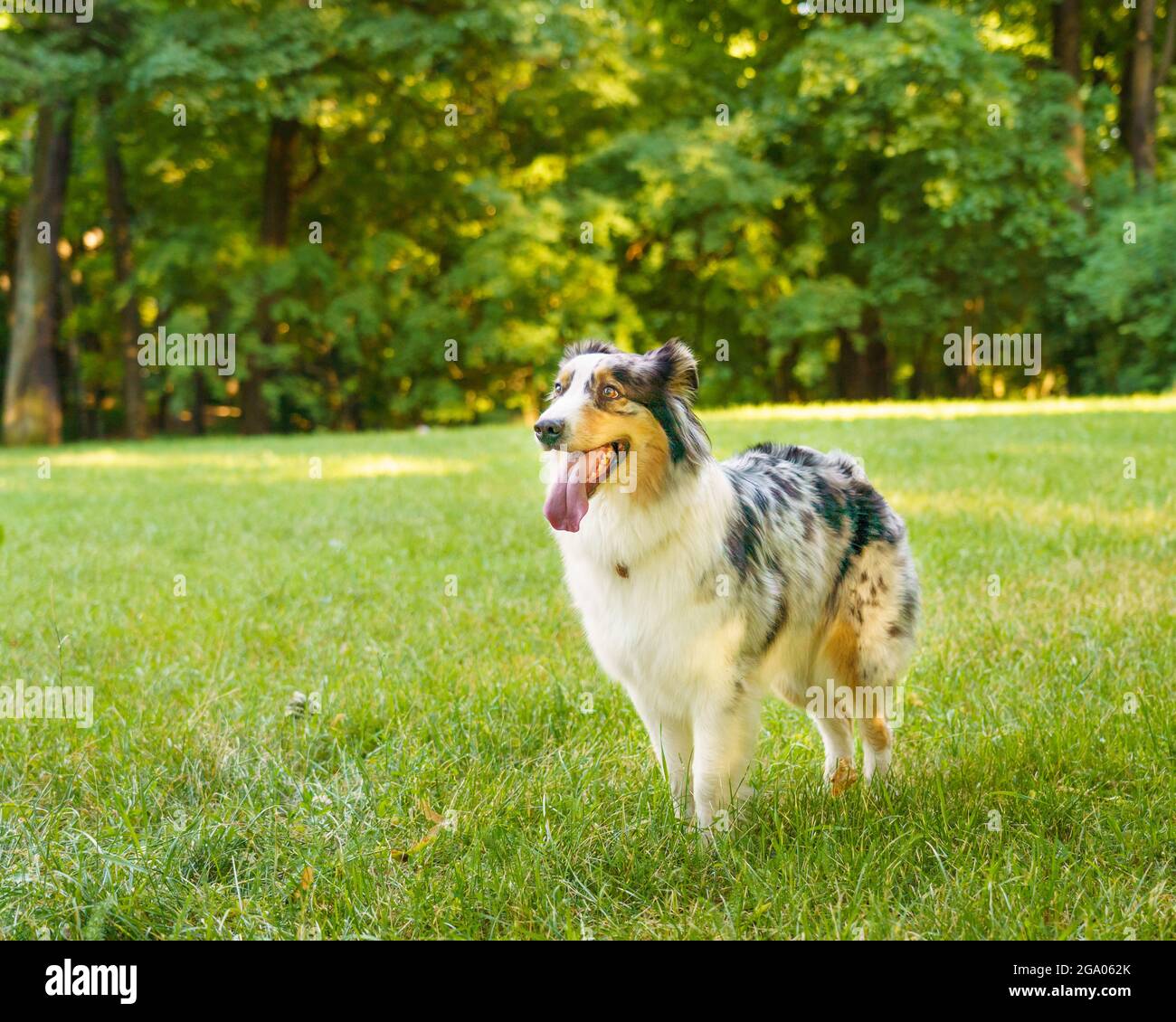 Felice macchiato cane Pastore australiano con lingua in piedi nel gioco in erba verde il giorno d'estate Foto Stock