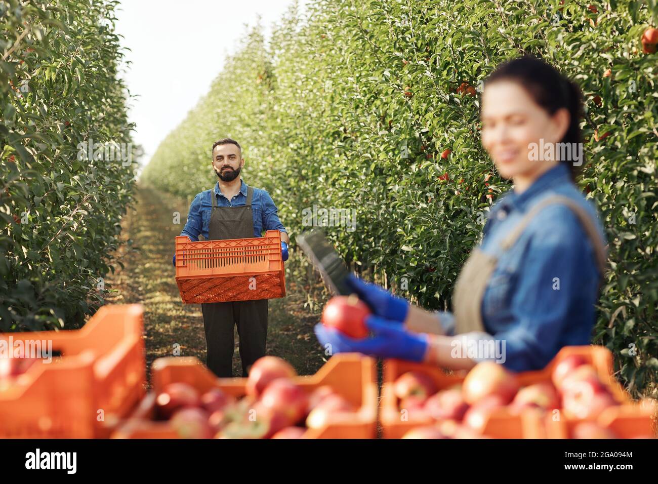 Raccogliere frutta biologica in fattoria in estate o autunno, lavoro all'aperto, attività di famiglia Foto Stock