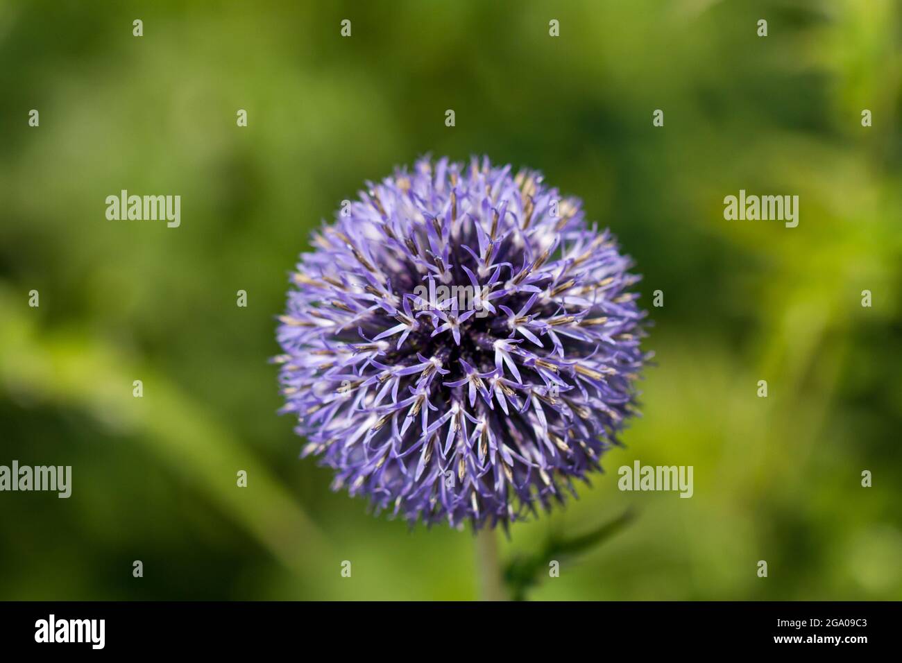 Allium flower closeup Foto Stock