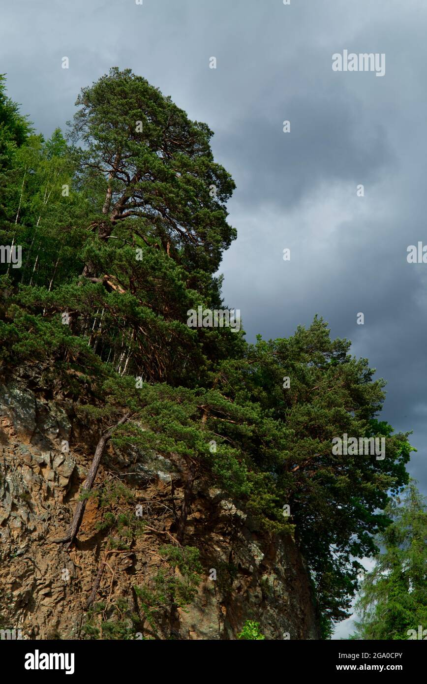 Pino scozzese che cresce su rockface, Grampian, Scozia Foto Stock