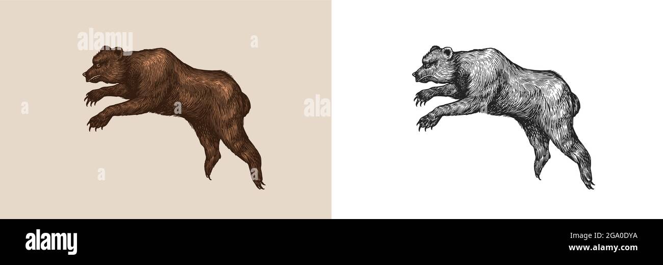 Orso di Grotta. Bruno animale. Illustrazione vettoriale vintage retro. Stile Doodle. Schizzo inciso disegnato a mano Illustrazione Vettoriale