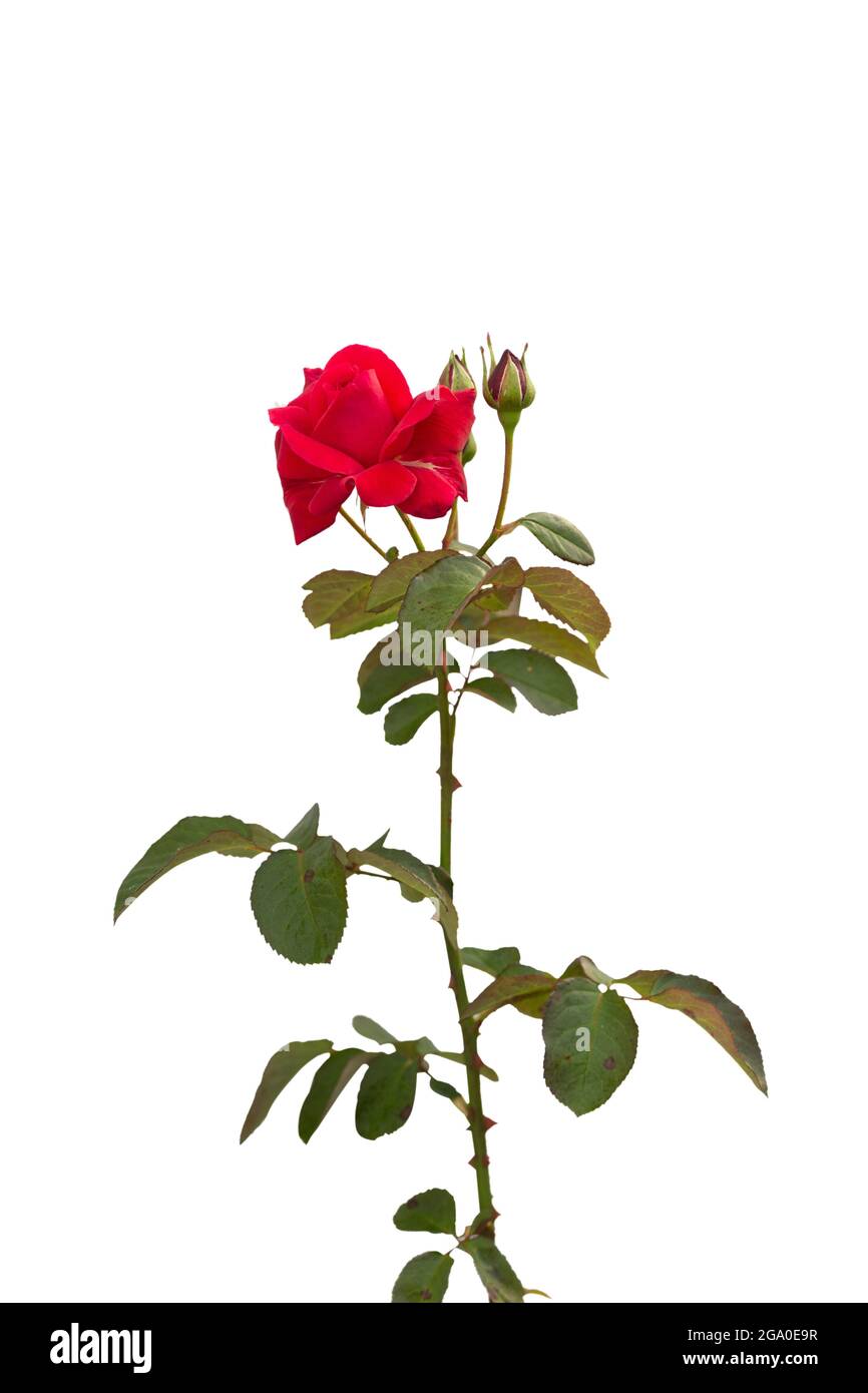 Cespugli di rose rosse in fiore isolati su sfondo bianco Foto Stock