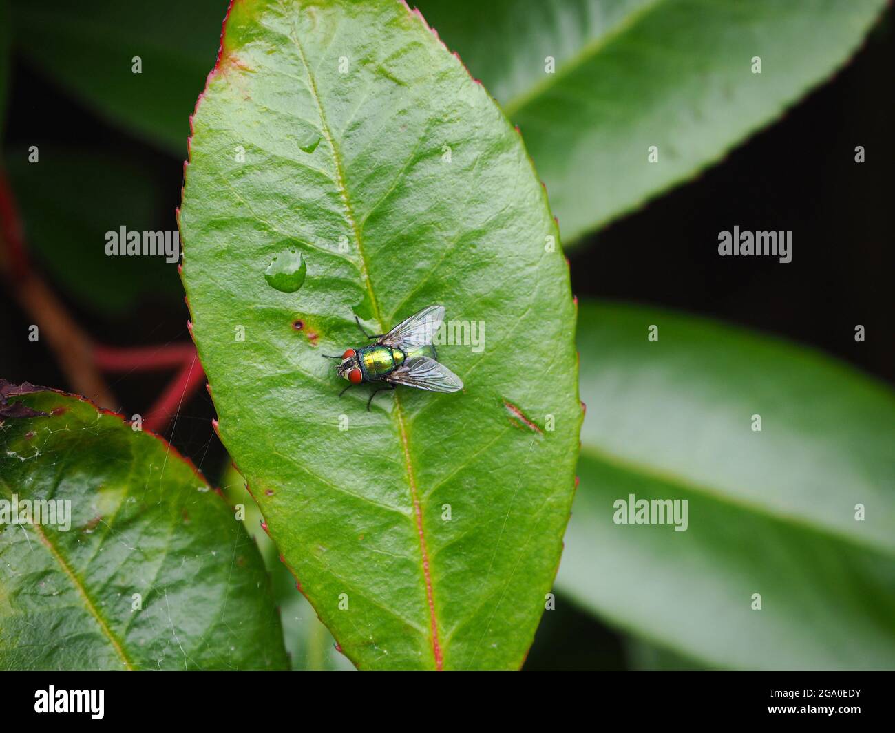Fly sedette su una foglia bagnata in un giardino britannico nel mese di luglio Foto Stock