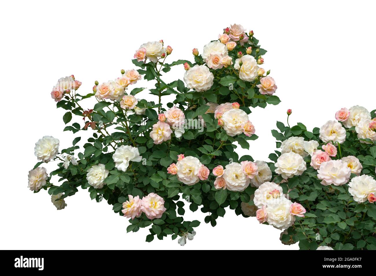 Bellissimi cespugli di rose in fiore isolati su sfondo bianco Foto Stock