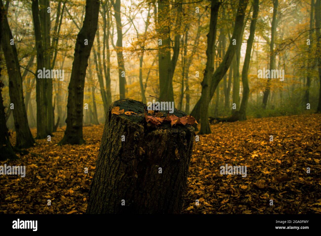 500px Photo ID: 1024599674 - Foto Stock