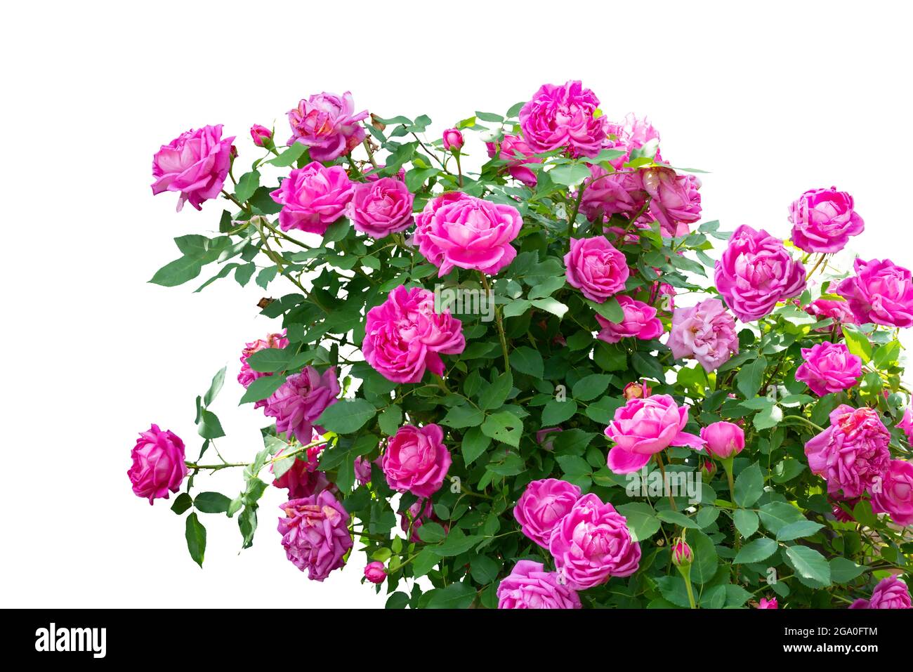 Cespugli rosa in fiore isolati su sfondo bianco Foto Stock