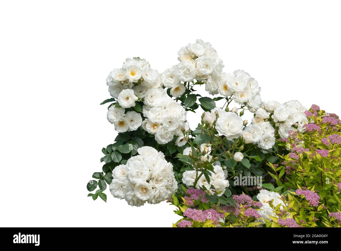 Bellissimi cespugli di rose in fiore isolati su sfondo bianco Foto Stock