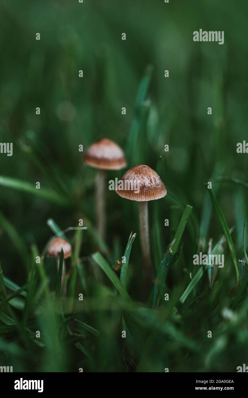 Primo piano di piccoli funghi che crescono nell'erba verde. Foto Stock