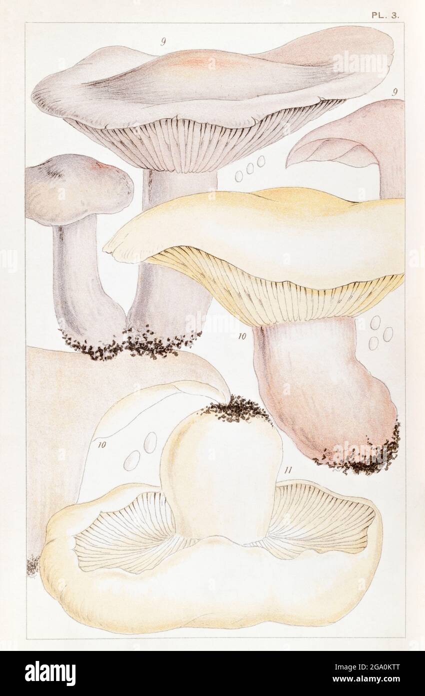 Agaricus gambosus / funghi commestibili di San Giorgio, Agaricus nudus / Bewit di legno & Agaricus personatus / Bewit di campo in funghi commestibili di Mordecai Cooke, 1891. Foto Stock