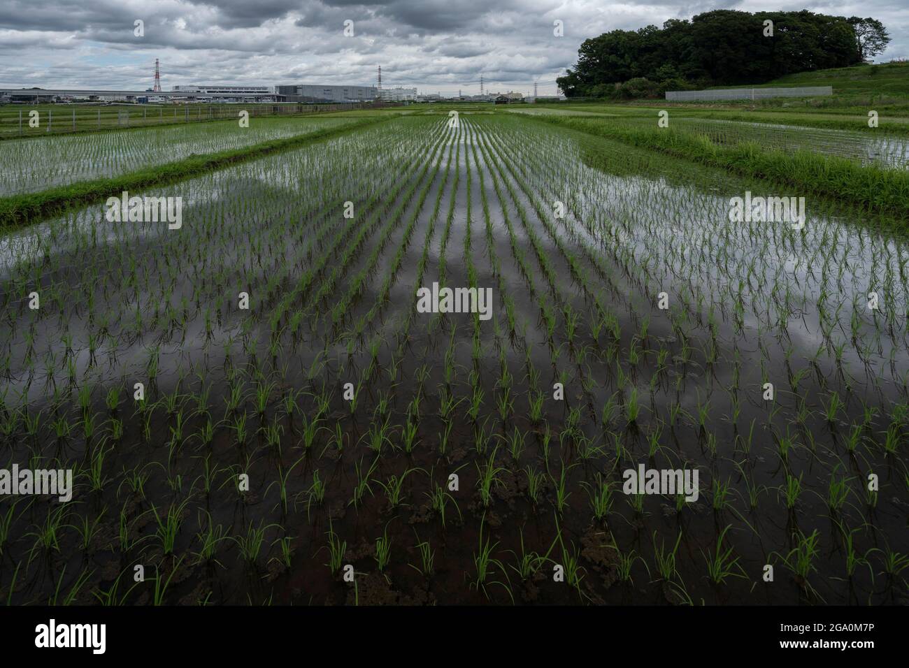 Cloudy Day, 20 giugno 2021 (inizio estate), Isehara City, Prefettura di Kanagawa, Giappone. Appena dopo che il riso ha piantato. Foto Stock